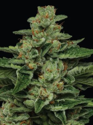 Fortune Cookie Humboldt Seed Company