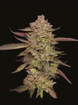 Gazzurple Humboldt Seed Company
