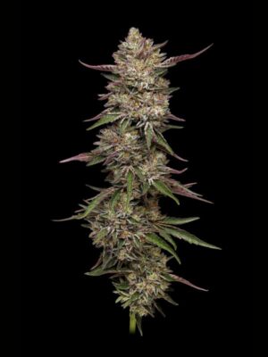 Guzzlerz Humboldt Seed Company