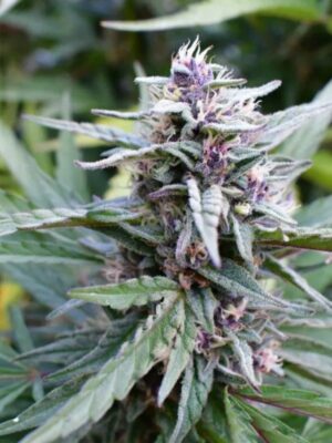 Hi-Biscus Humboldt Seed Company