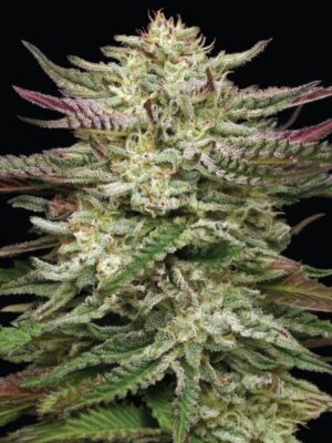 Humboldt Headband Humboldt Seed Company