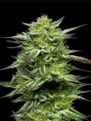 Mountaintop Mint Humboldt Seed Company