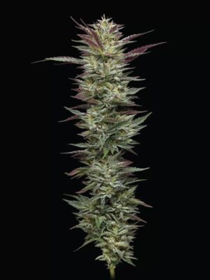 Notorious THC Humboldt Seed Company