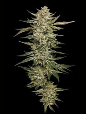 OG Triploid Auto Humboldt Seed Company