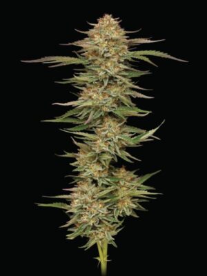 Orange Creampop Humboldt Seed Company