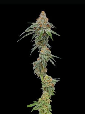 Pineapple Upside Down Cake Humboldt Seed Company