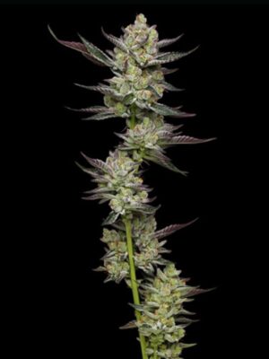 Poddy Mouth Humboldt Seed Company