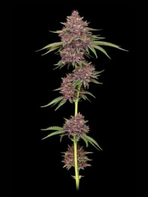 Purpz Humboldt Seed Company