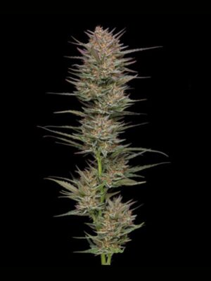 Raspberry Parfait Humboldt Seed Company