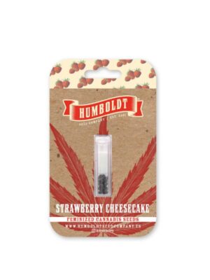 Strawberry Cheesecake Auto Humboldt Seed Company