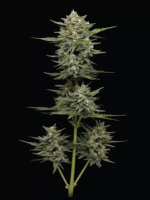 Vanilla Latte Auto Humboldt Seed Company