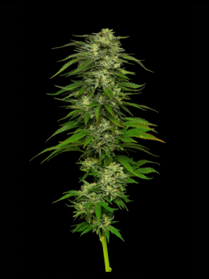 Dream Queen Auto Humboldt Seed Company