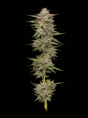 Banana OG Auto Humboldt Seed Company