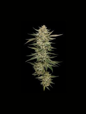 OG Triploid Auto Humboldt Seed Company