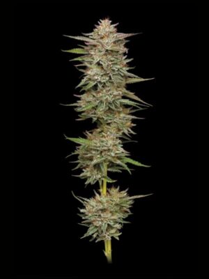 Banana OG Auto Humboldt Seed Company