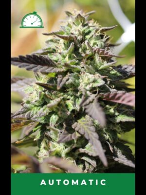 Chunkadelic Auto Humboldt Seed Company