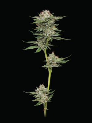 Durban Poison Auto Humboldt Seed Company