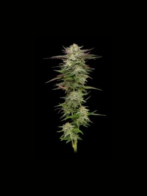 Humboldt Headband Auto Humboldt Seed Company