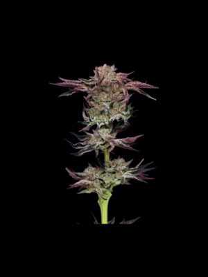 Jelly Donutz Auto Humboldt Seed Company