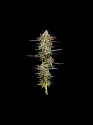 Mint Jelly Auto Humboldt Seed Company