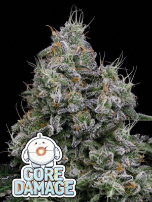Core Damage (Anesia Seeds), feminisierte Samen