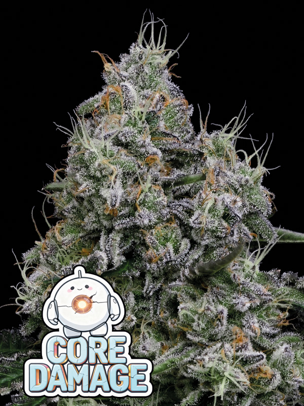 Core-Damage-600x800 Core Damage (Anesia Seeds), feminisierte Samen – Bild 1