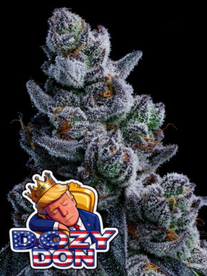 Dozy Don (Anesia Seeds), feminisierte Samen