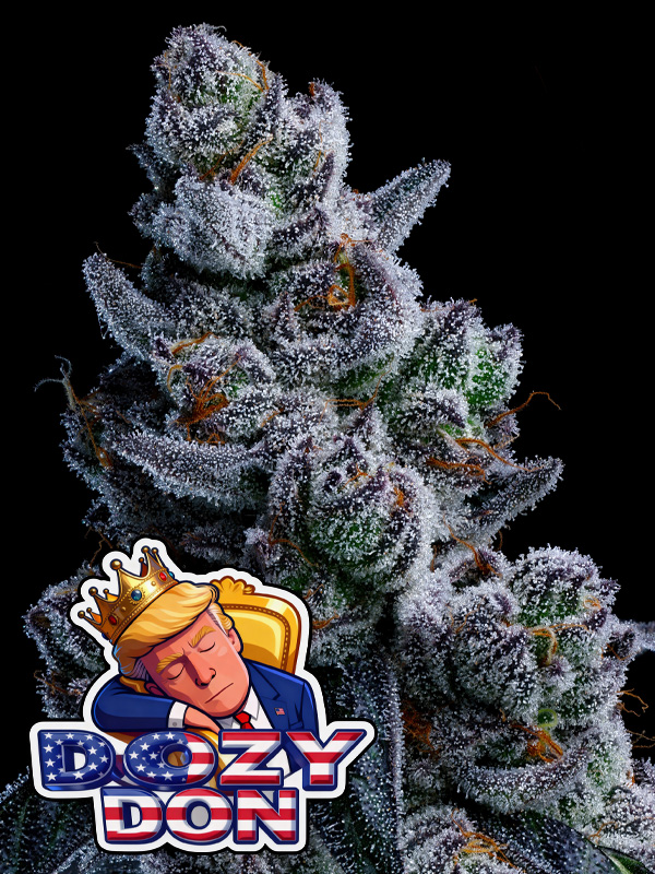 Dozy-Don--600x800 Dozy Don (Anesia Seeds), feminisierte Samen – Bild 1