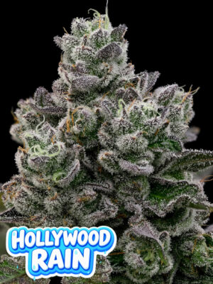 Hollywood Rain (Anesia Seeds), feminisierte Samen