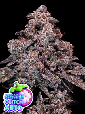 Mangosteen Glitch Auto (Anesia Seeds), feminisierte Samen