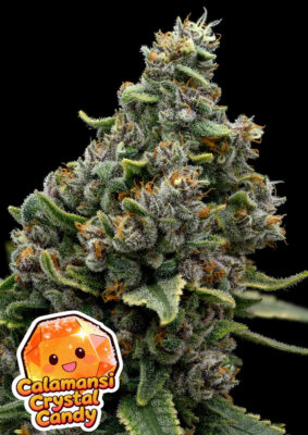 Calamansi Crystal Candy (Anesia Seeds) feminisierte Samen