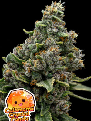 Calamansi Crystal Candy (Anesia Seeds) feminisierte Samen