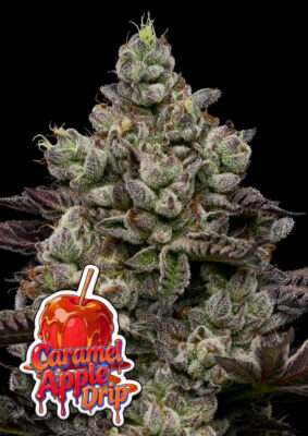 Caramel Apple Drip (Anesia Seeds) feminisierte Samen