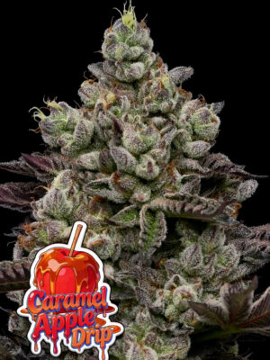 Caramel Apple Drip (Anesia Seeds) feminisierte Samen