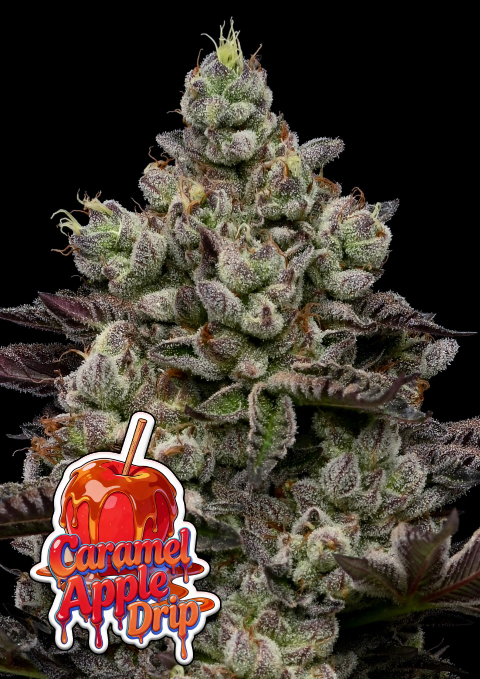 Caramel-Apple-Drip-960x1359 Caramel Apple Drip (Anesia Seeds) feminisierte Samen – Bild 1