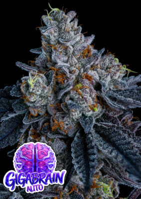 Giga Brain Auto (Anesia Seeds), feminisierte Samen