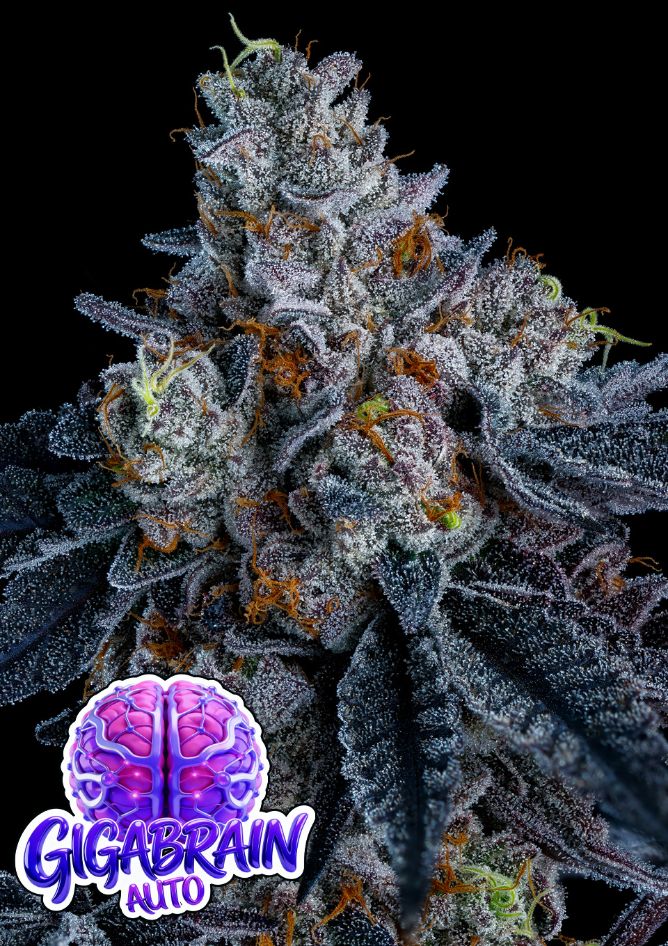 Gigabrain-Auto-960x1359 Giga Brain Auto (Anesia Seeds), feminisierte Samen – Bild 1