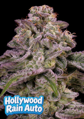Hollywood Rain Auto (Anesia Seeds), feminisierte Samen