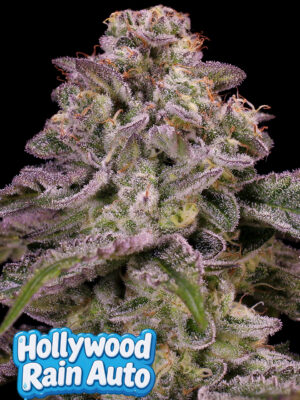 Hollywood Rain Auto (Anesia Seeds), feminisierte Samen