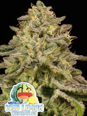 Iced Lemon Watermelon (Anesia Seeds), feminisierte Samen