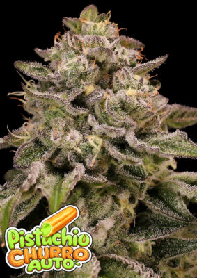 Pistachio Churro Auto (Anesia Seeds) feminisierte Samen