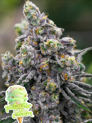 Pistachio Snow Cream (Anesia Seeds) feminisierte Samen