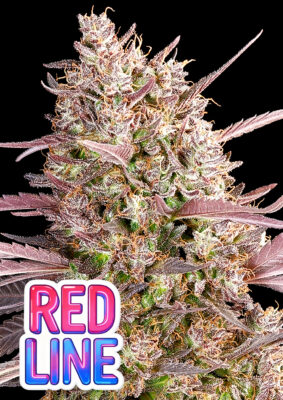 Redline (Anesia Seeds) feminisierte Samen