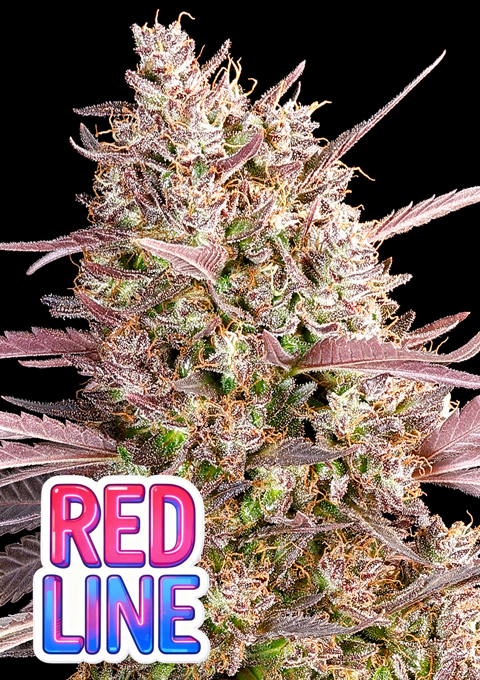 Red-Line-960x1359 Redline (Anesia Seeds) feminisierte Samen – Bild 1