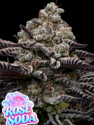 Rose Soda (Anesia Seeds), feminisierte Samen