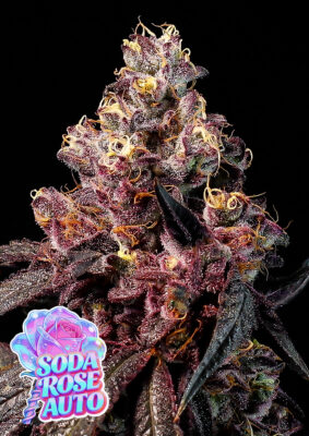 Soda Rose Auto (Anesia Seeds), feminisierte Samen