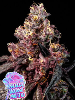 Soda Rose Auto (Anesia Seeds), feminisierte Samen
