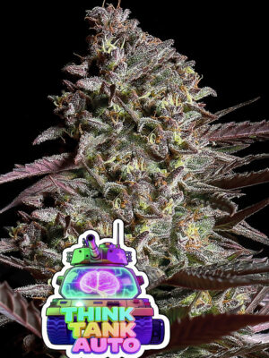 Think Tank Auto (Anesia Seeds), feminisierte Samen