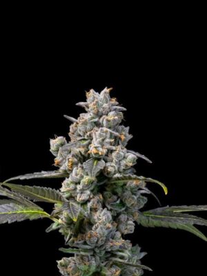 Cookies Apples &amp; Bananas x Berniehana Butter (Cookies), 6 feminisierte Samen