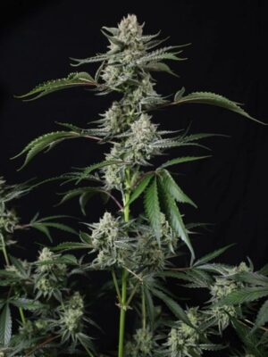 Banana Guava Auto  (FastBuds), autoflowering Samen